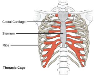 Hypermobile rib subluxation picture