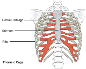 Tietze syndrome - Wikipedia