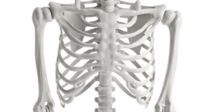 a close up of an anatomy skeletons ribs