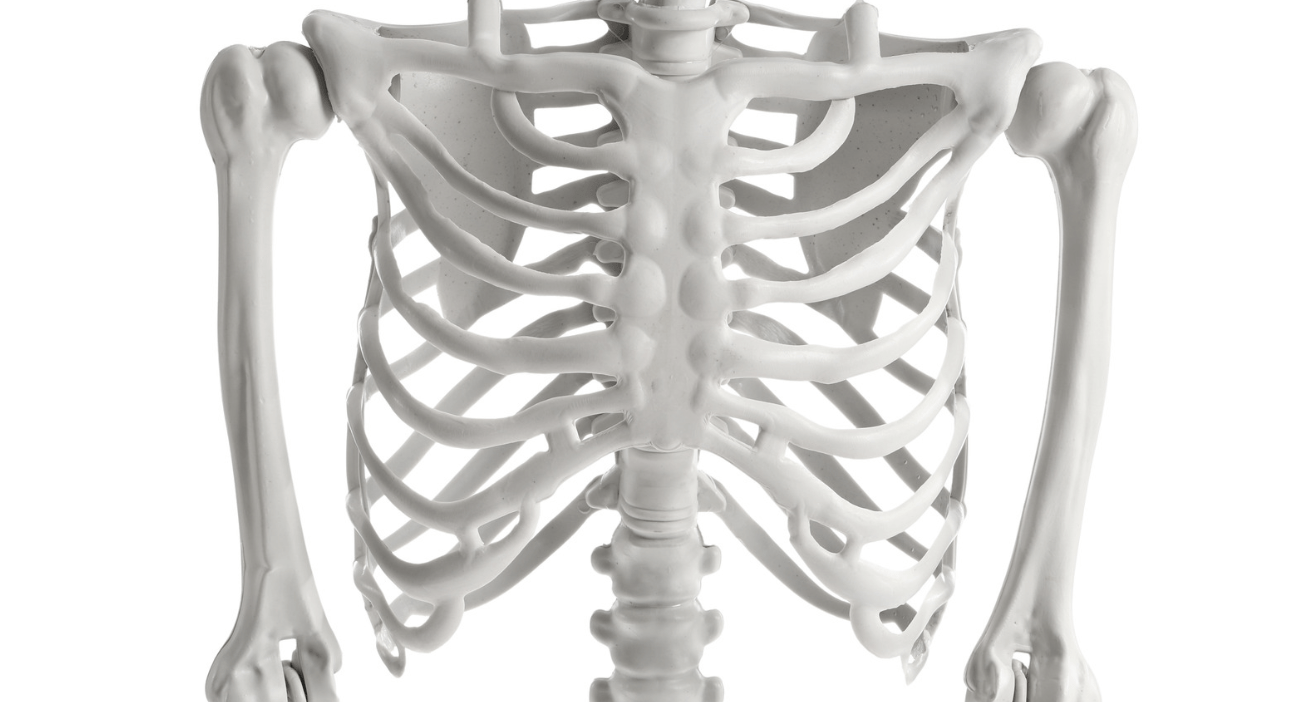 a close up of an anatomy skeletons ribs