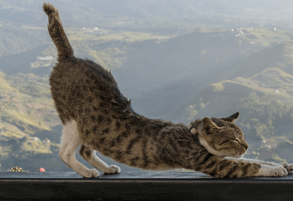 Fibromyalgia stretching demonstration