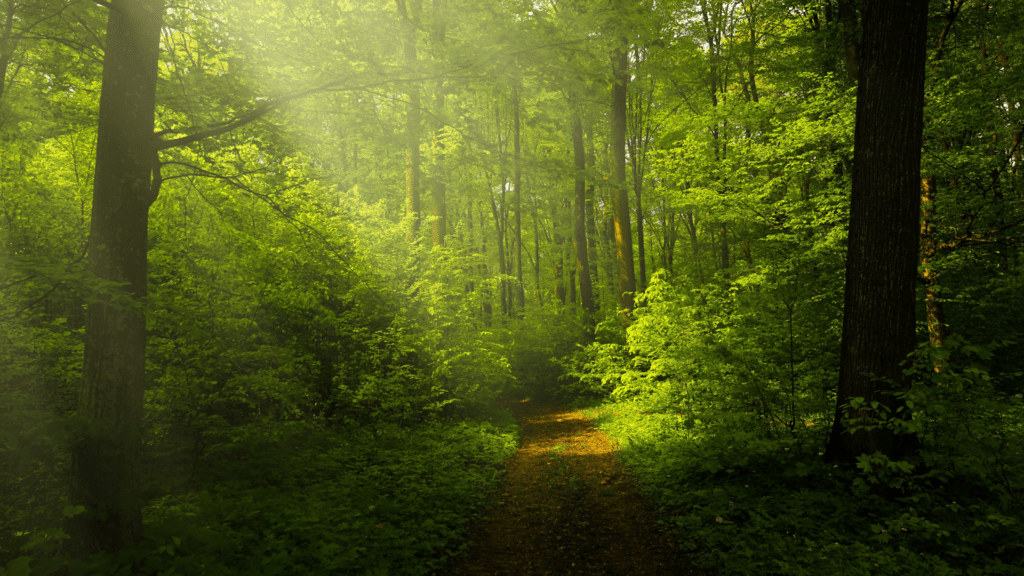 A small path running through a beautiful forrest