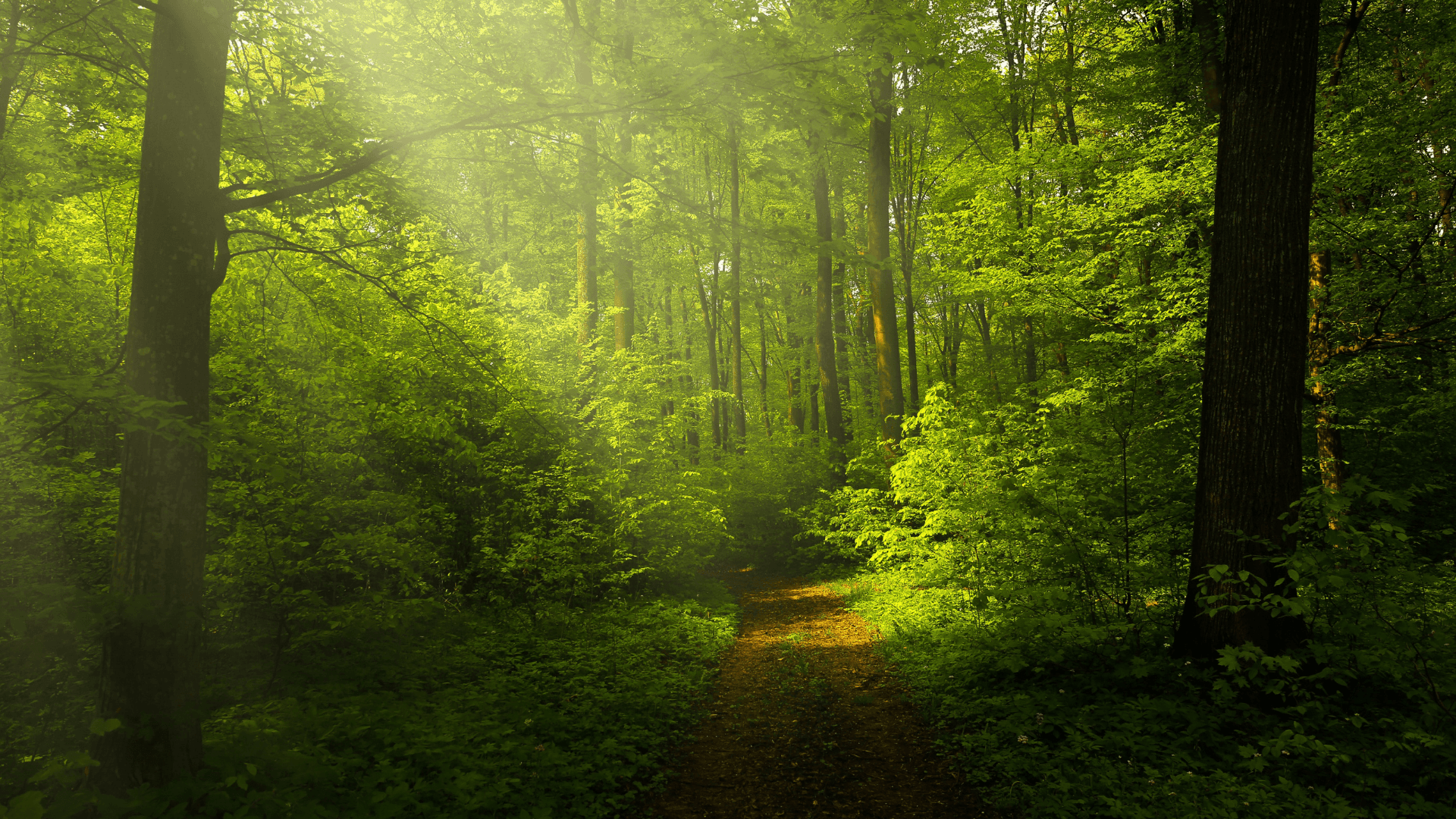 A small path running through a beautiful forrest