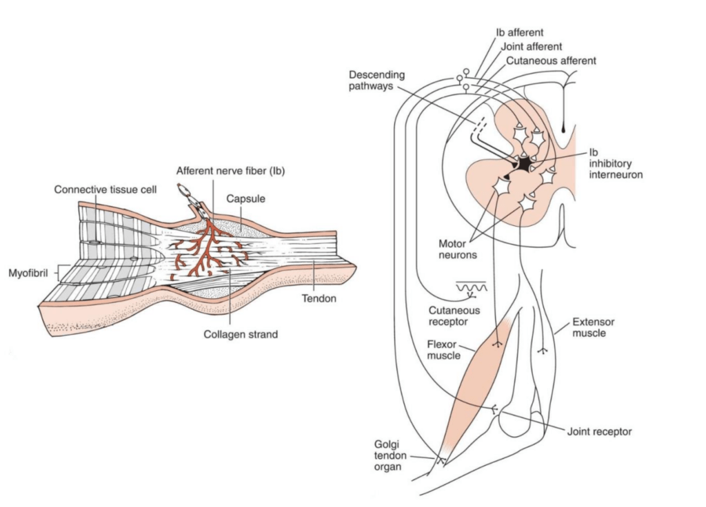 A Golgi tendon organ