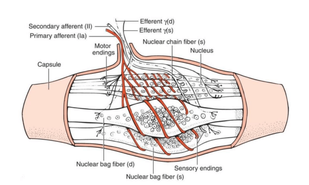 a Muscle Spindle