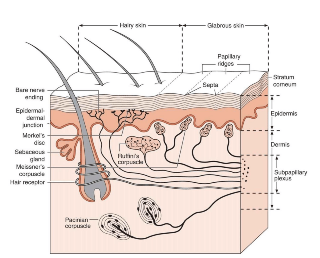 a diagram of different Cutaneous nerves