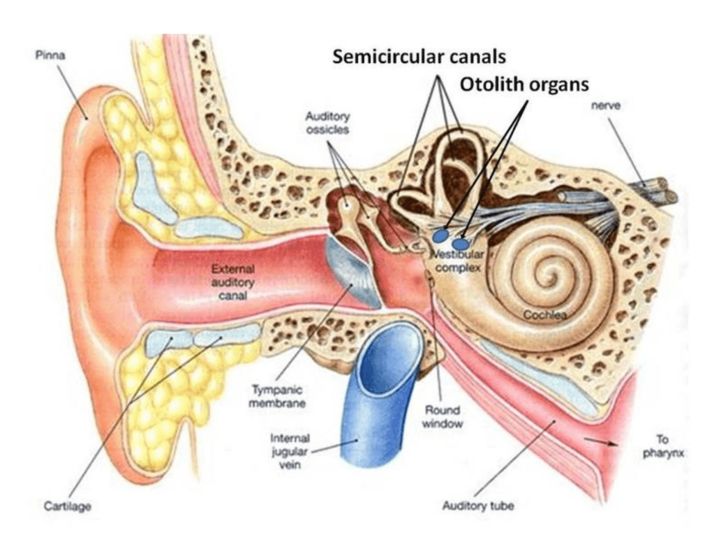 a digram of inside the ear
