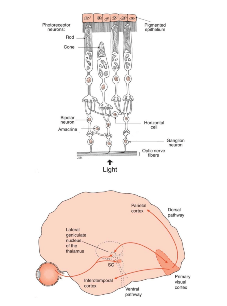 A diagram of the visual system 