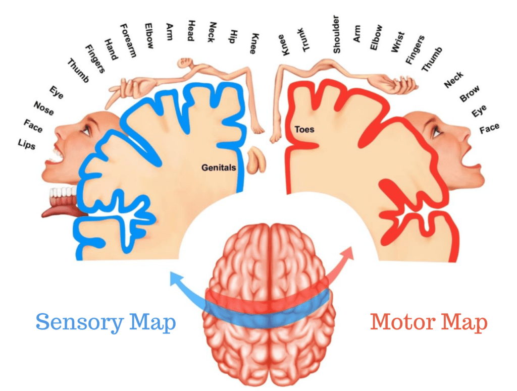 Cortical representations of the body
