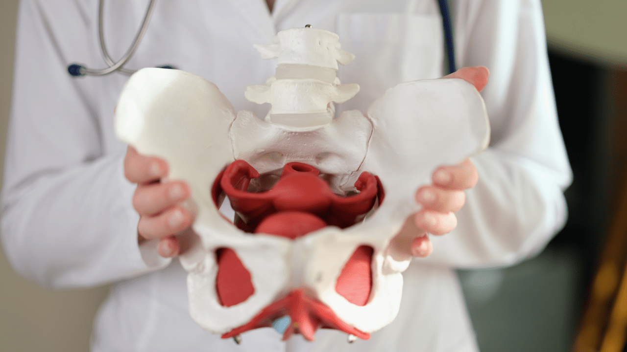 a female doctor holding a pelvis up to the camera.