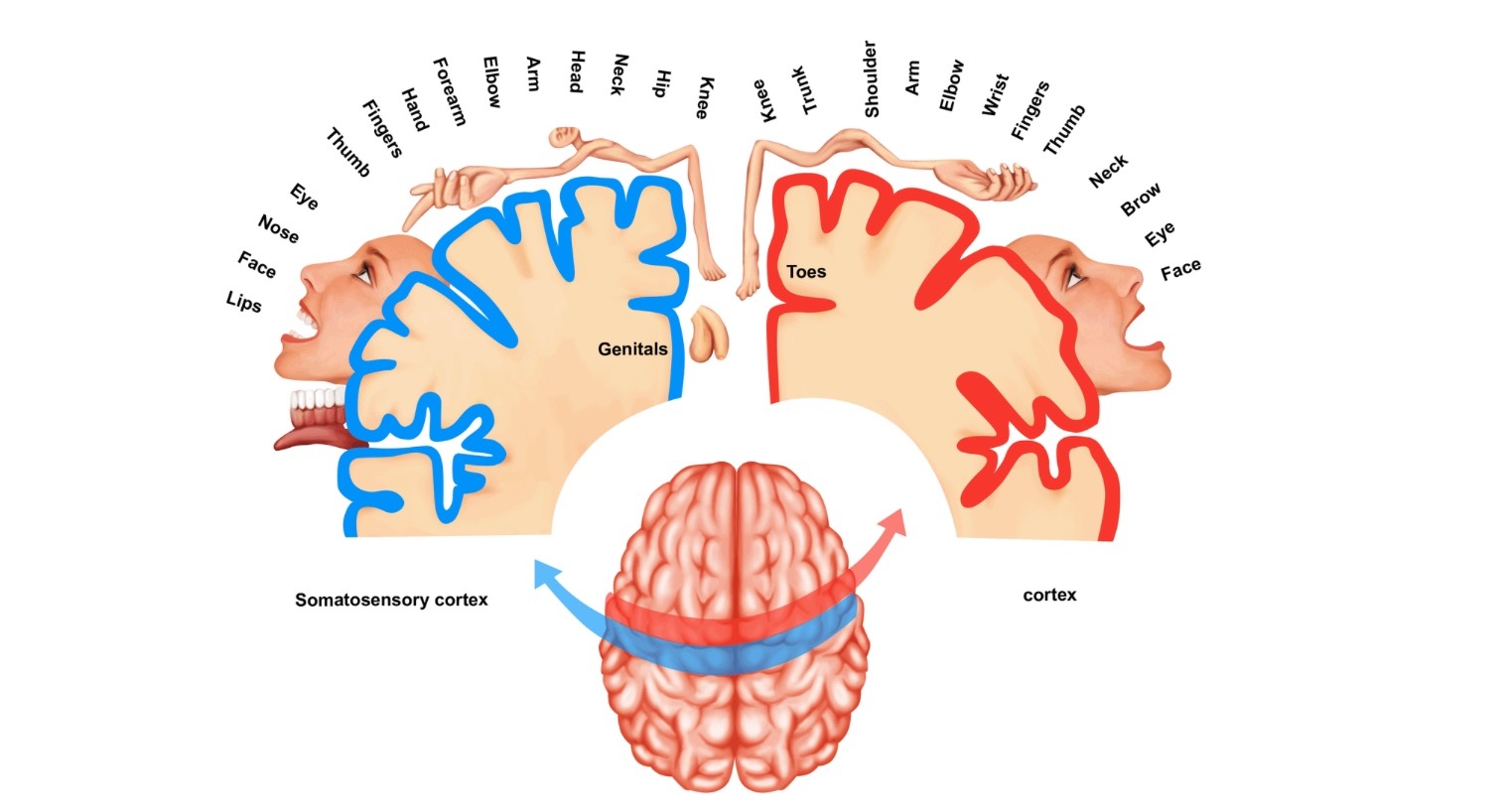 Proprioception and cortical maps in hypermobility