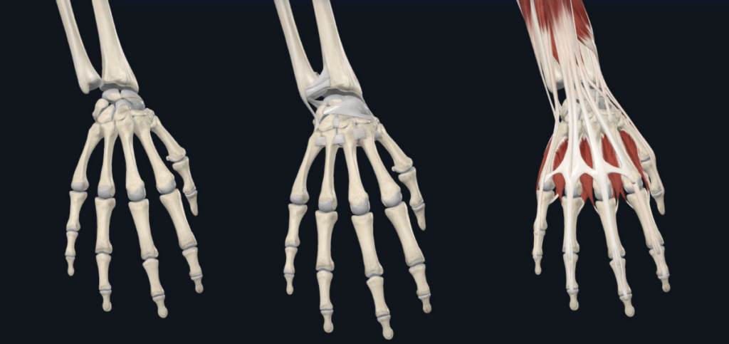 Three views of the bones of the hand and wrist: the bones on their own, then with the ligaments that hold them together, then with the tendons and muscles over the top.