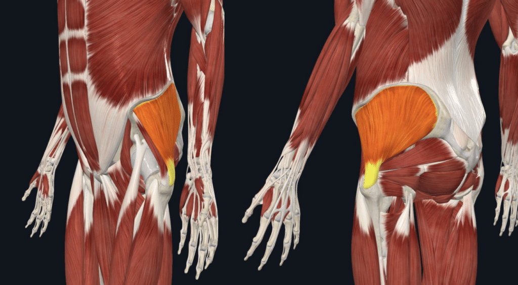 Glute Medius