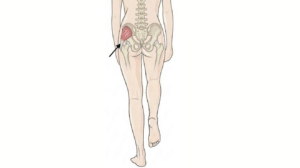 Glute medius working