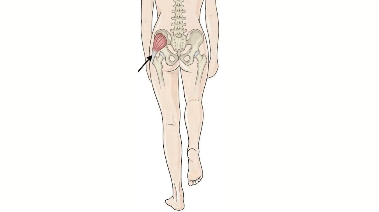 Glute medius working